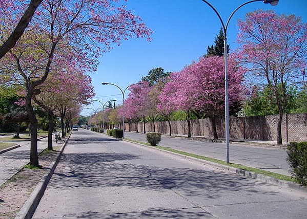 veterinario 24 horas san lorenzo