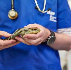 veterinarias en argentina