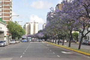 Veterinarias en Martínez